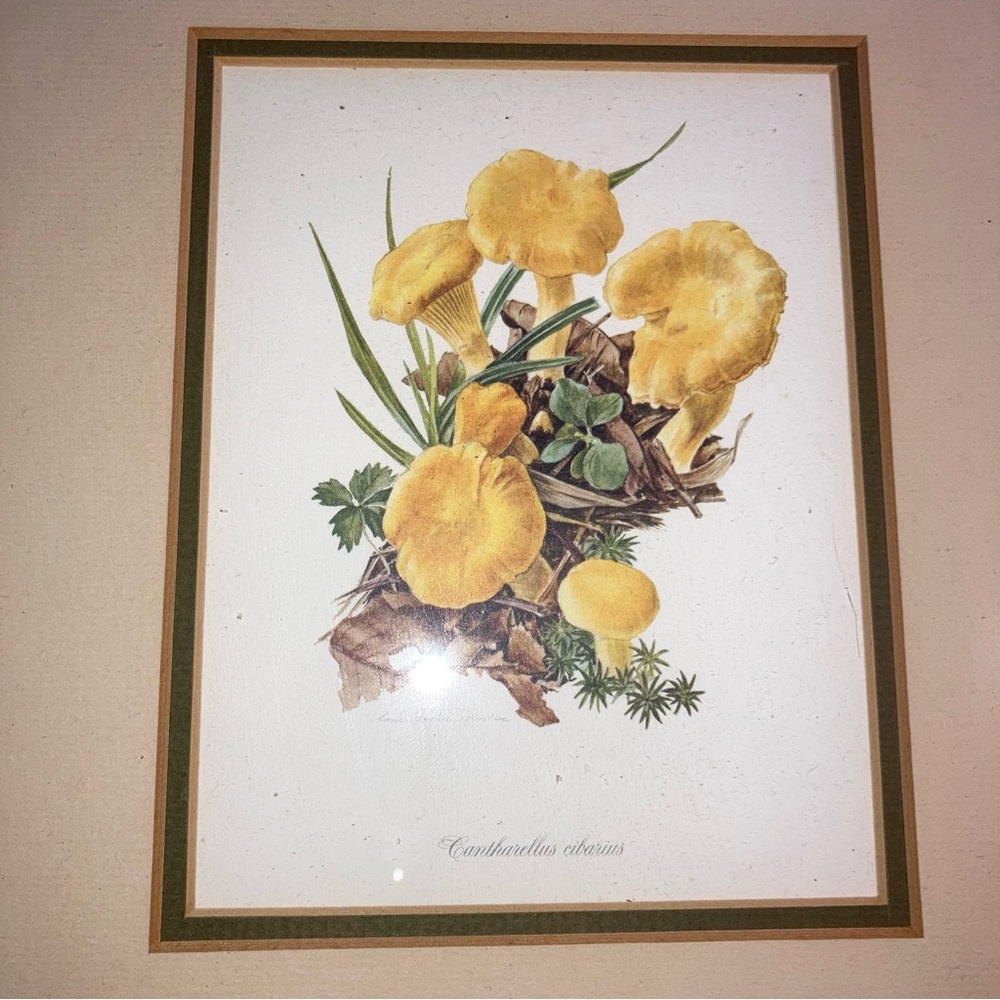 Botanical Art Print Yellow Mushrooms Golden Frame Cantharellus  Fun Wall Decor
